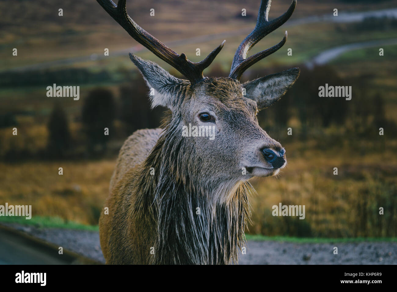 Scottish stag Foto Stock