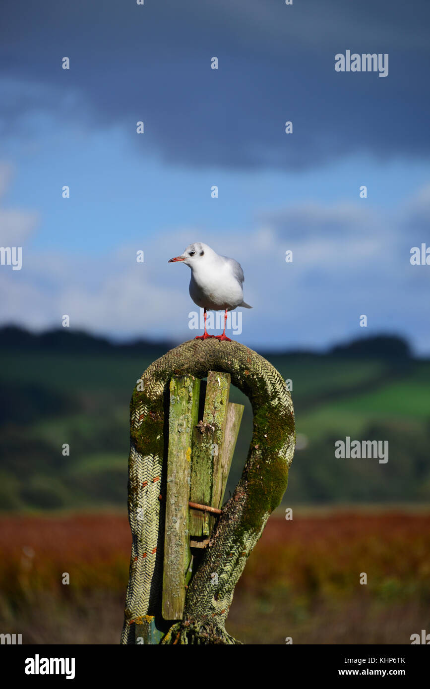 Aringa Gull "Larus argentatus' Foto Stock