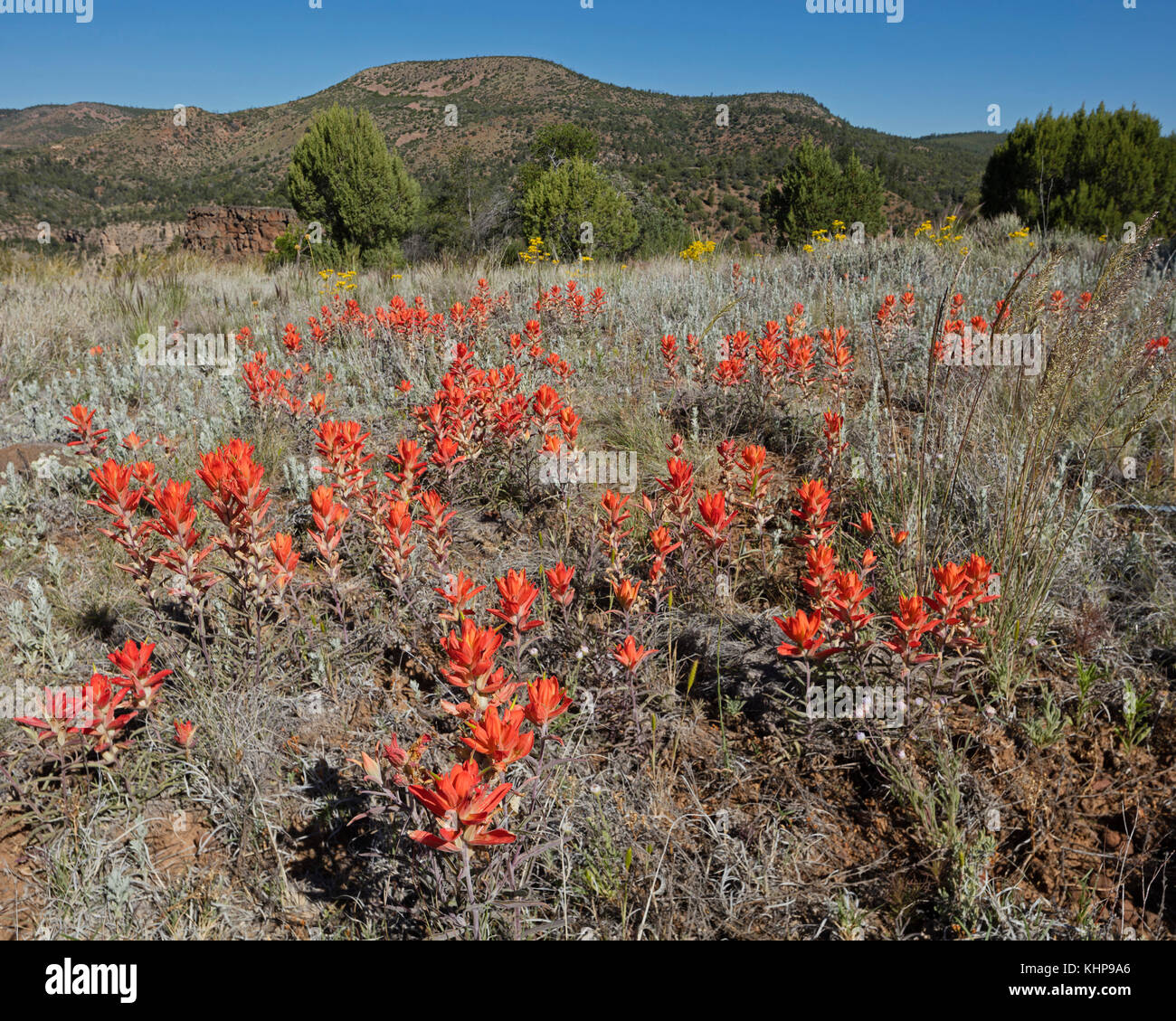 Indian Paintbrush sul cerchio di Carrizo Creek Canyon. Foto Stock