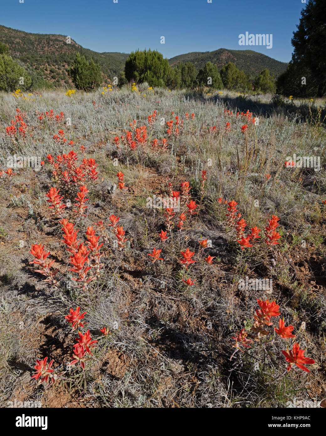 Indian Paintbrush sul cerchio di Carrizo Creek Canyon. Foto Stock