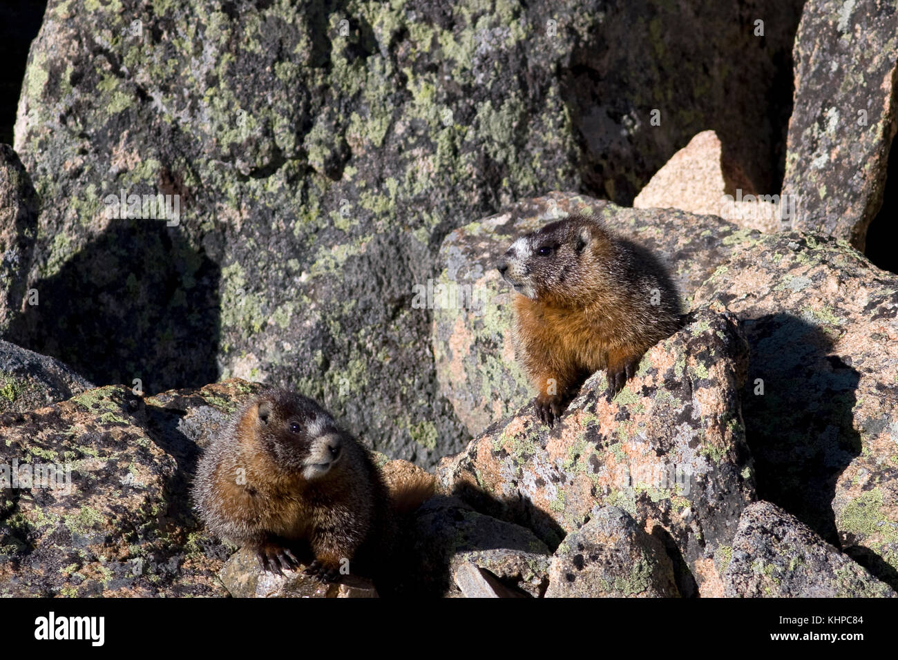 Ventre giallo marmotta, Marmota flaviventris, Parco Nazionale delle Montagne Rocciose Foto Stock