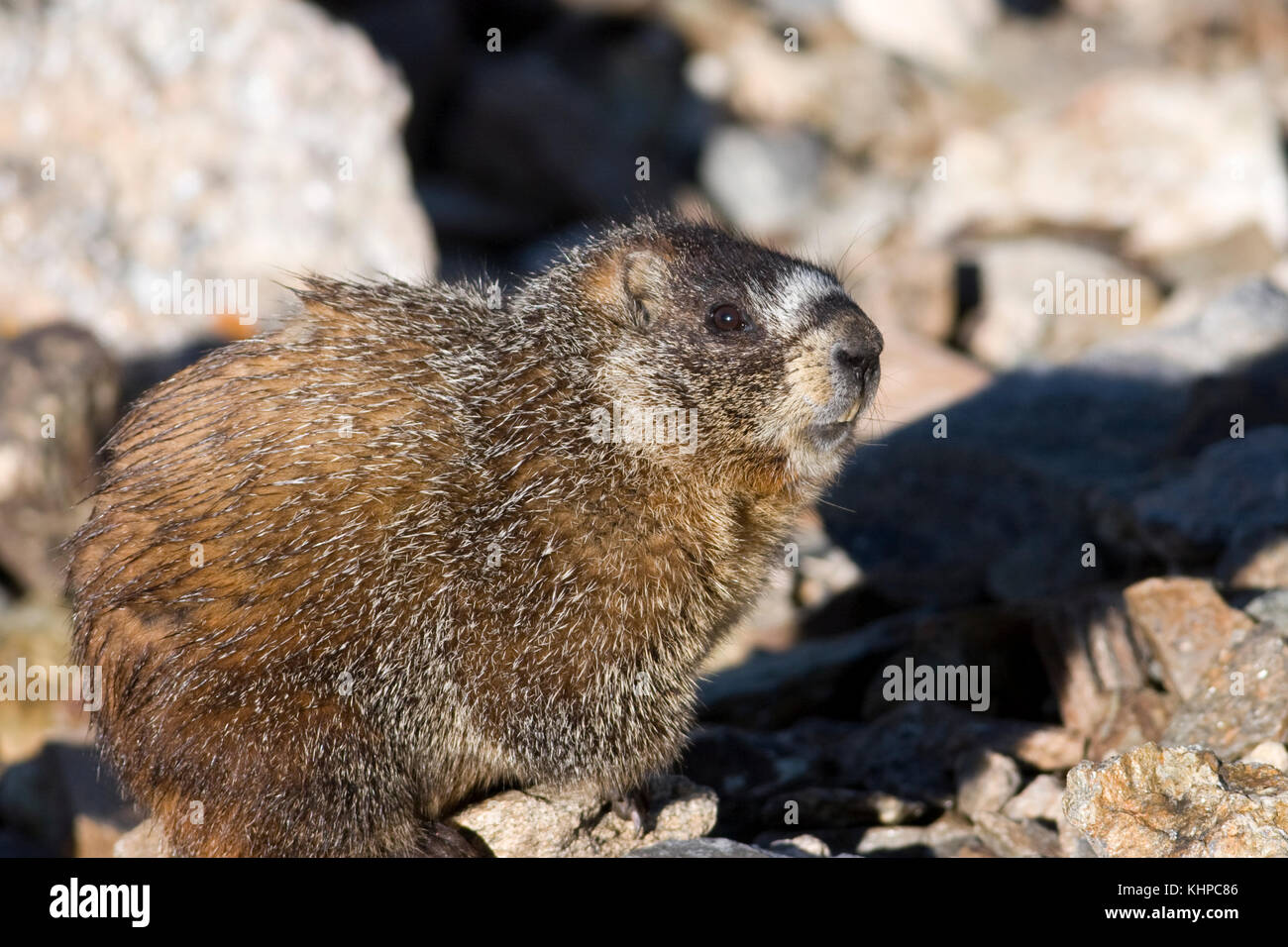 Ventre giallo marmotta, Marmota flaviventris, Parco Nazionale delle Montagne Rocciose Foto Stock