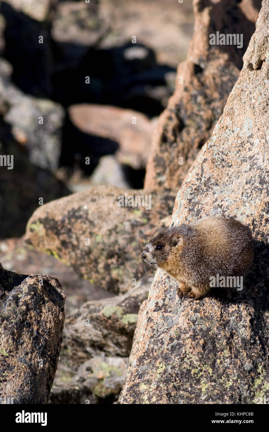 Ventre giallo marmotta, Marmota flaviventris, Parco Nazionale delle Montagne Rocciose Foto Stock