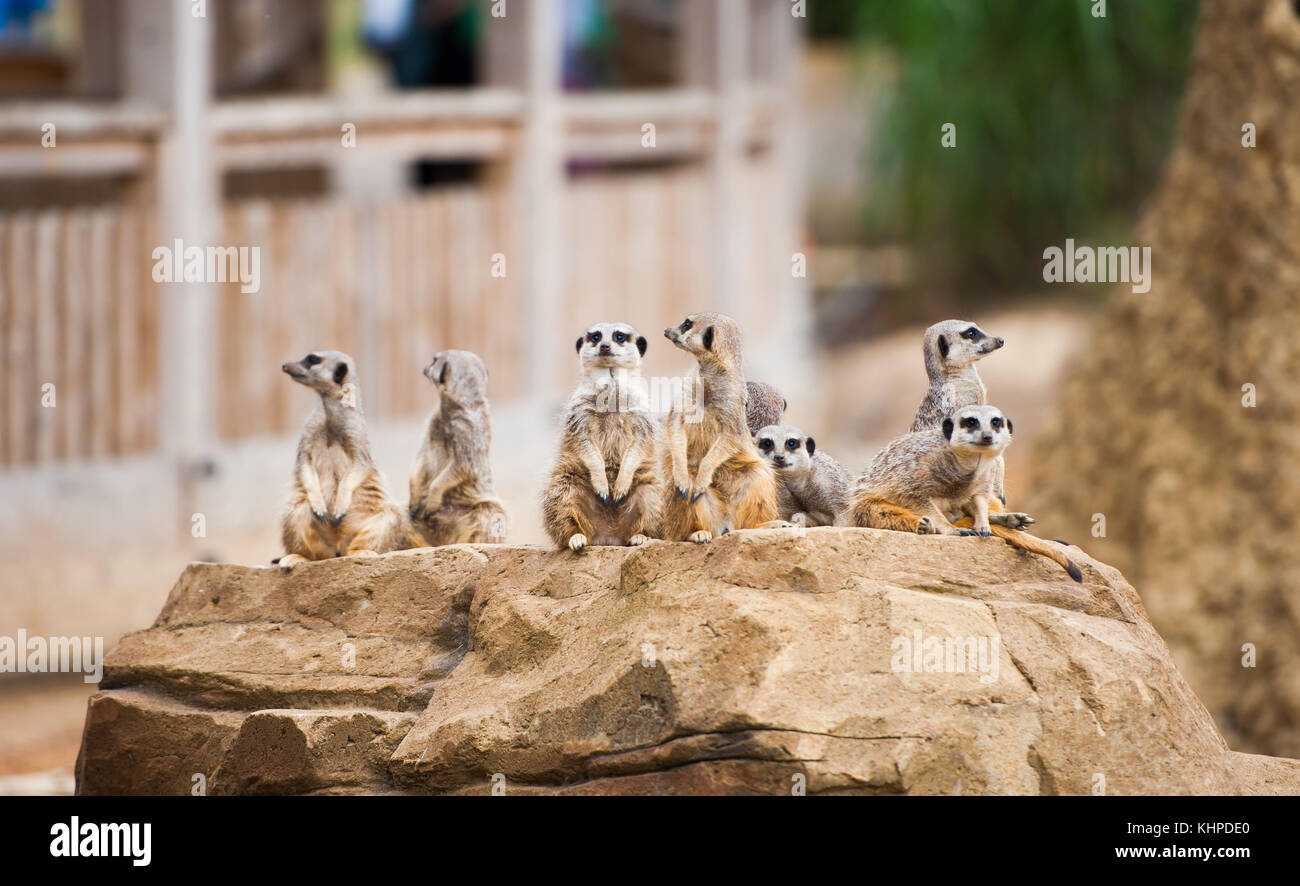Collezione di animali da zoo nei loro contenitori. mammiferi e uccelli. Foto Stock
