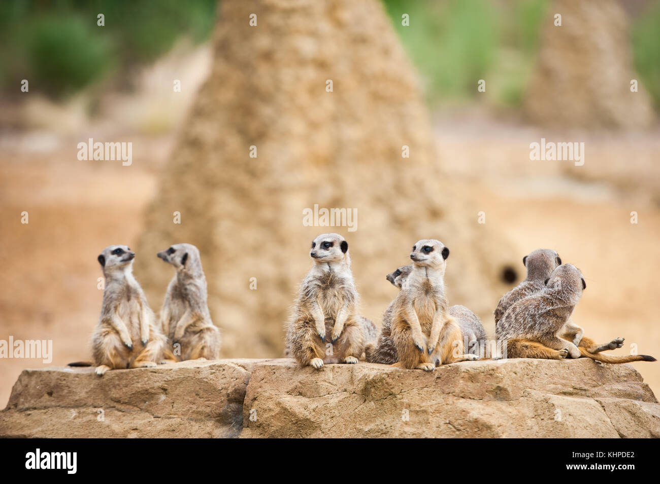 Collezione di animali da zoo nei loro contenitori. mammiferi e uccelli. Foto Stock