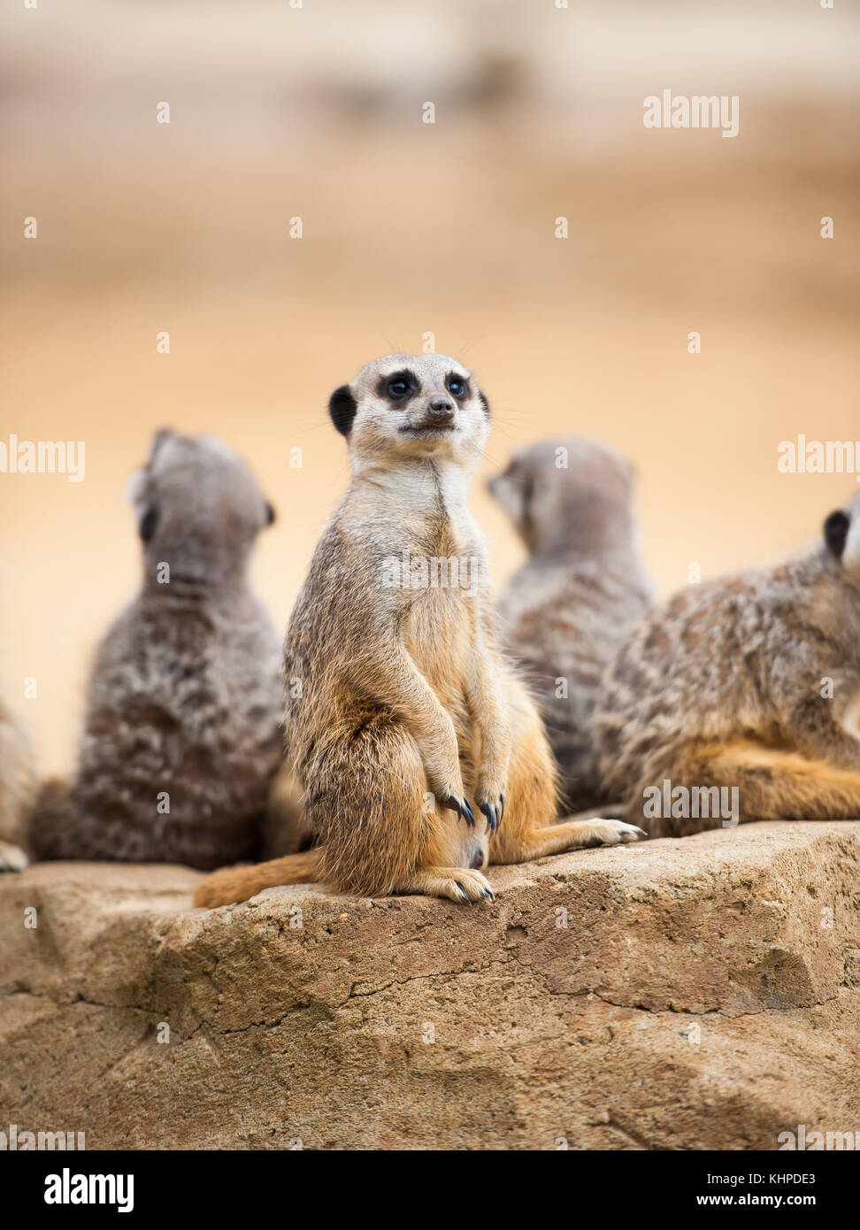 Collezione di animali da zoo nei loro contenitori. mammiferi e uccelli. Foto Stock