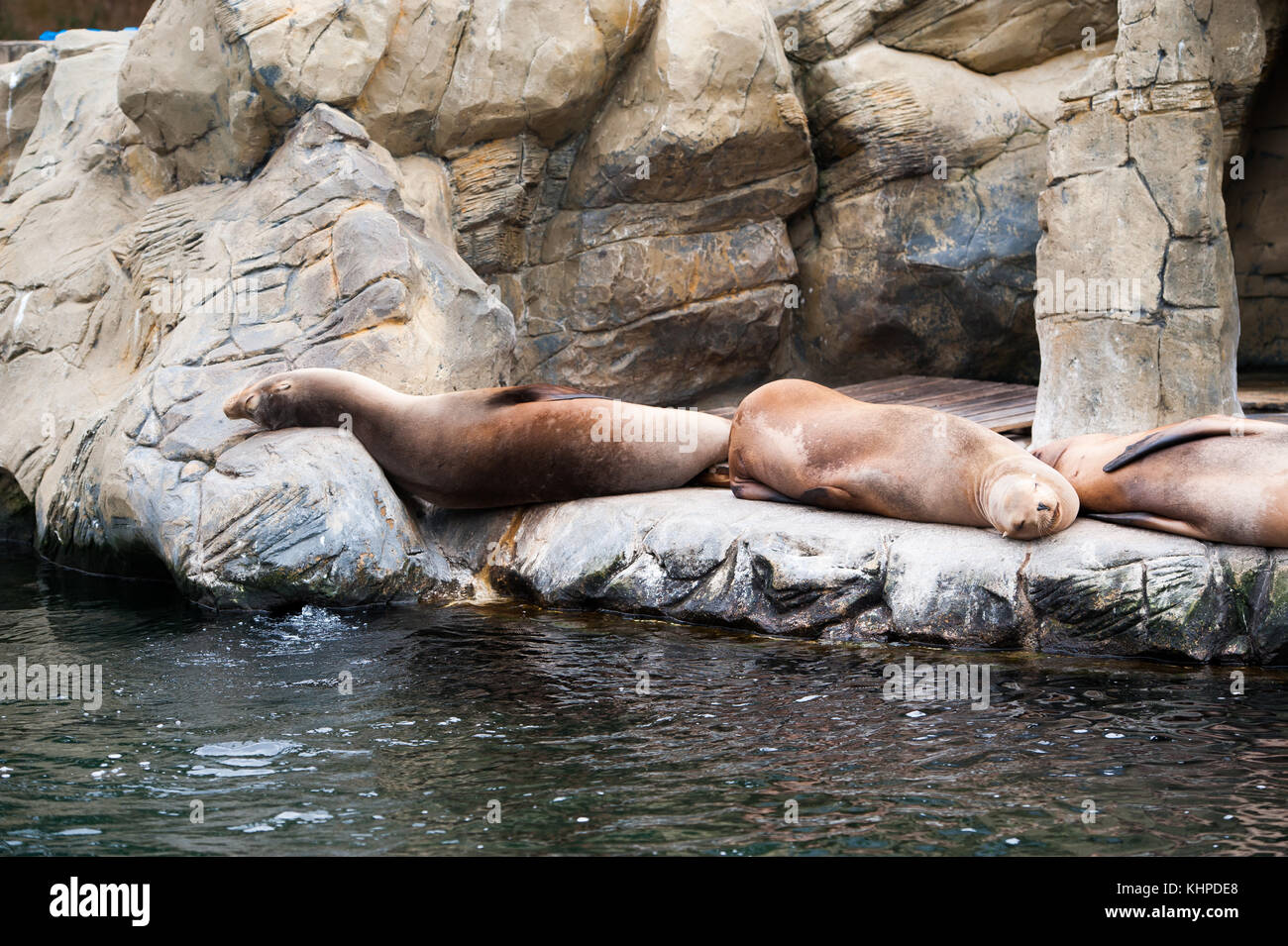 Collezione di animali da zoo nei loro contenitori. mammiferi e uccelli. Foto Stock