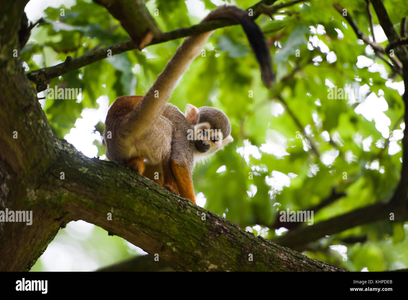 Collezione di animali da zoo nei loro contenitori. mammiferi e uccelli. Foto Stock