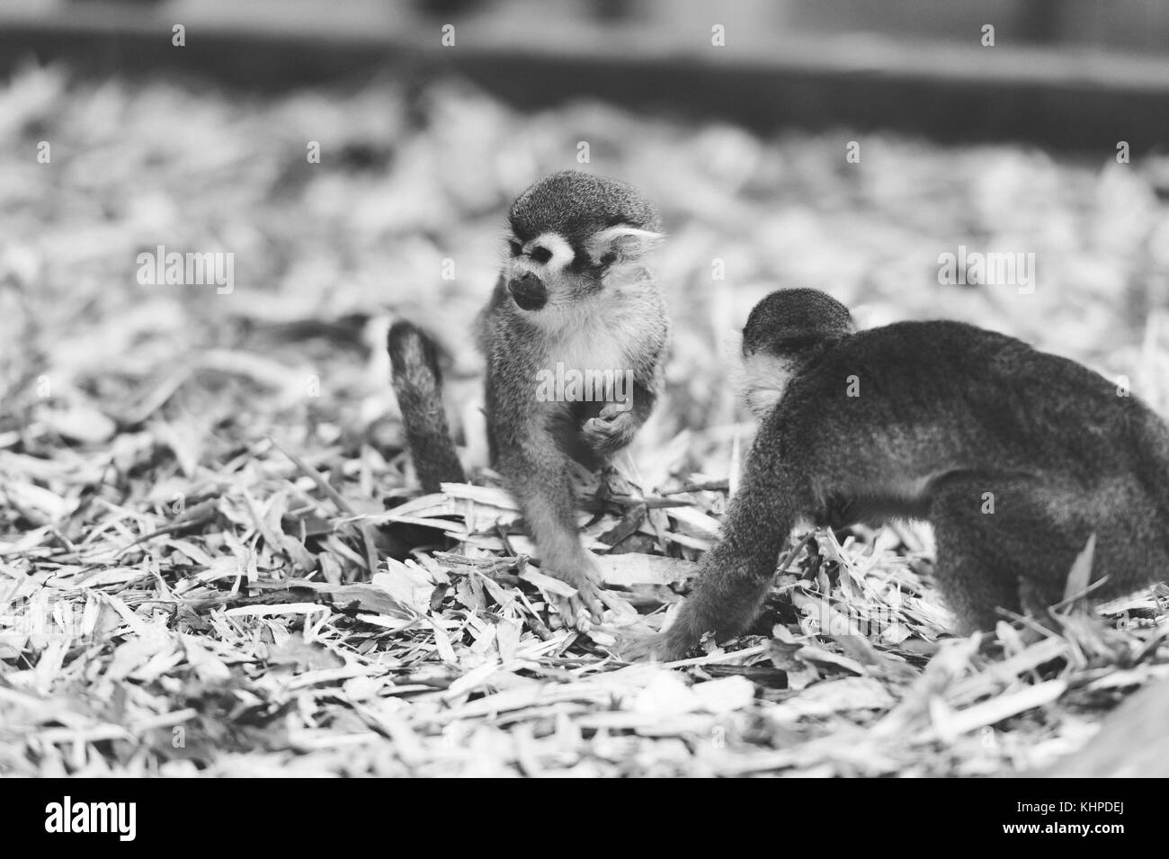 Collezione di animali da zoo nei loro contenitori. mammiferi e uccelli. Foto Stock