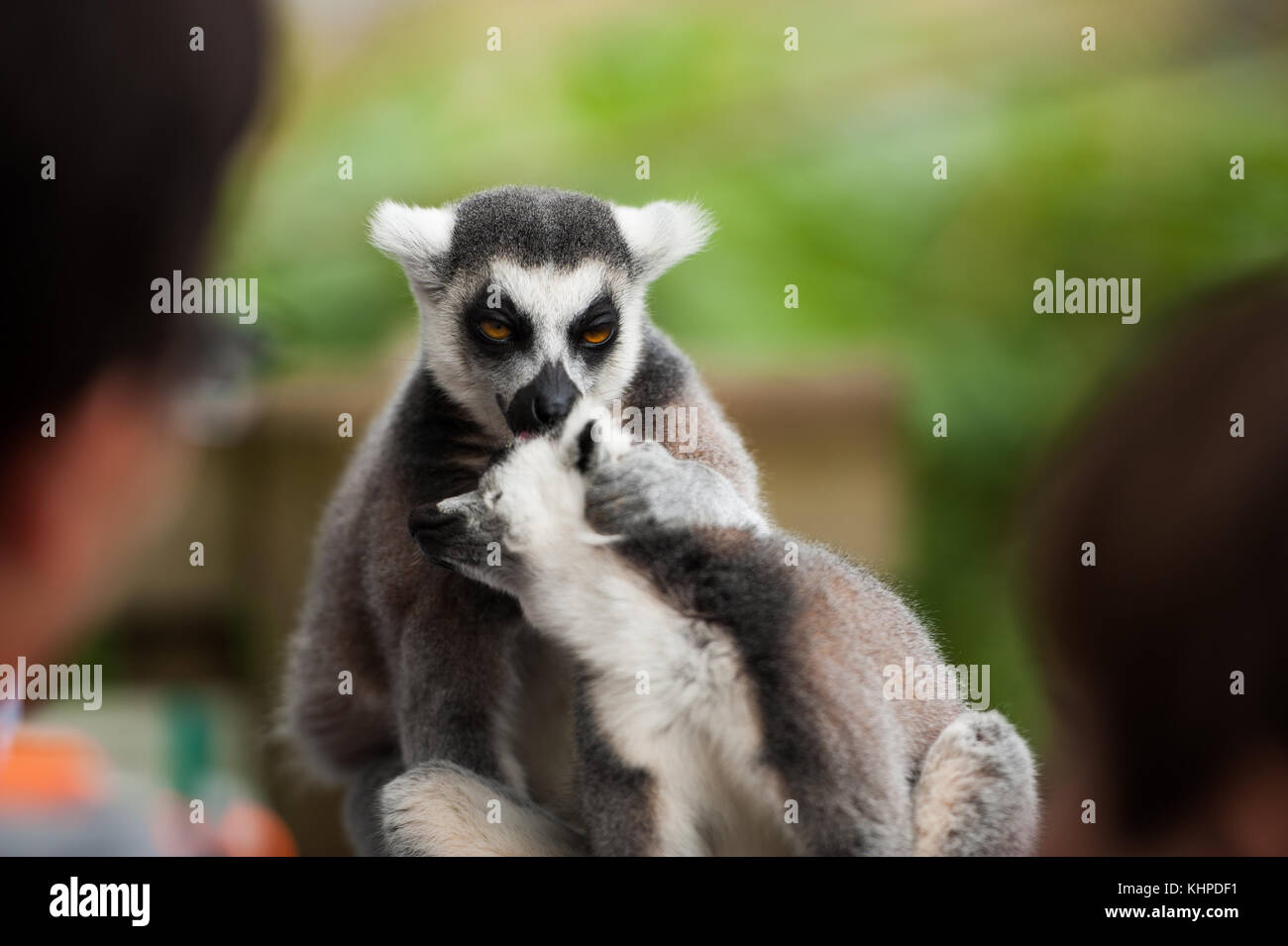Collezione di animali da zoo nei loro contenitori. mammiferi e uccelli. Foto Stock