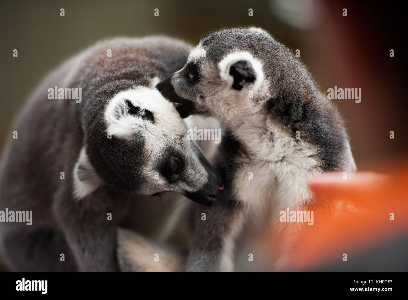 Collezione di animali da zoo nei loro contenitori. mammiferi e uccelli. Foto Stock