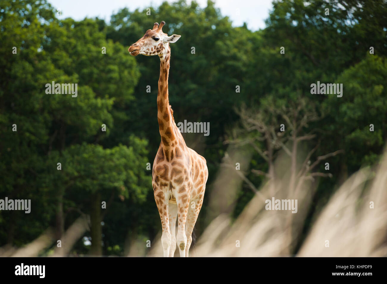 Collezione di animali da zoo nei loro contenitori. mammiferi e uccelli. Foto Stock