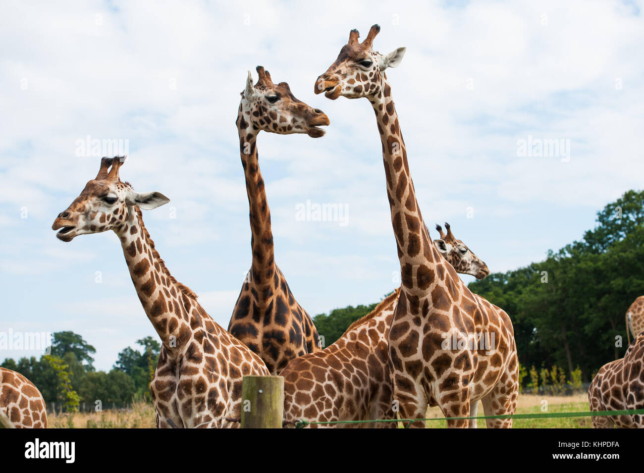 Collezione di animali da zoo nei loro contenitori. mammiferi e uccelli. Foto Stock