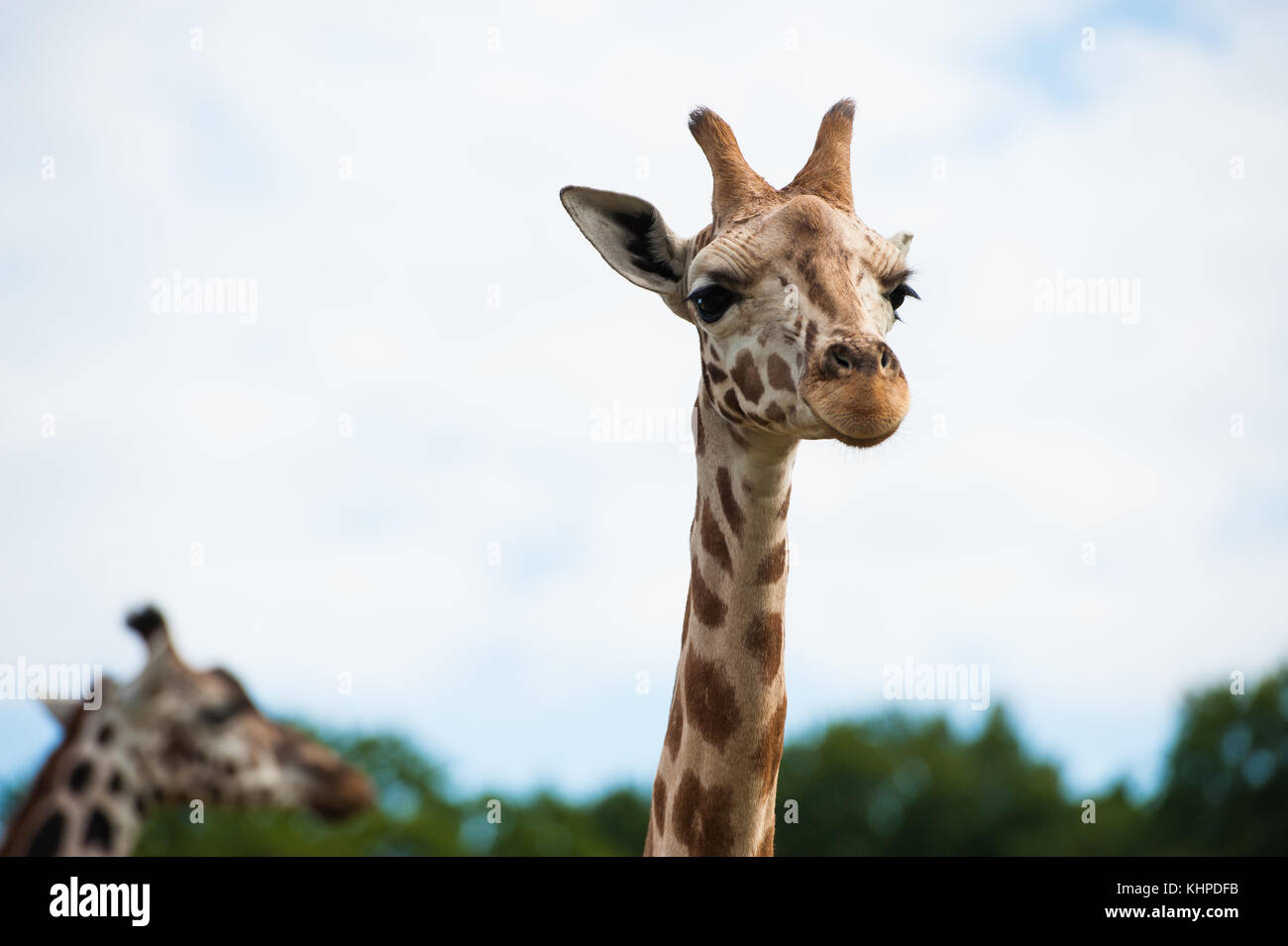 Collezione di animali da zoo nei loro contenitori. mammiferi e uccelli. Foto Stock