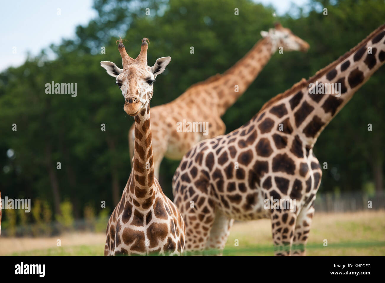 Collezione di animali da zoo nei loro contenitori. mammiferi e uccelli. Foto Stock