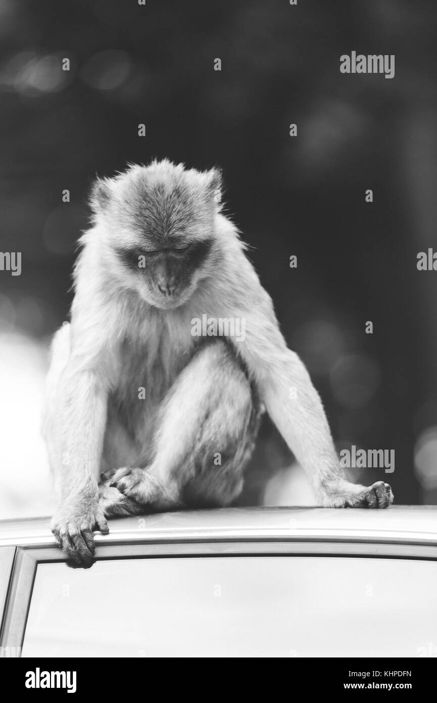 Collezione di animali da zoo nei loro contenitori. mammiferi e uccelli. Foto Stock