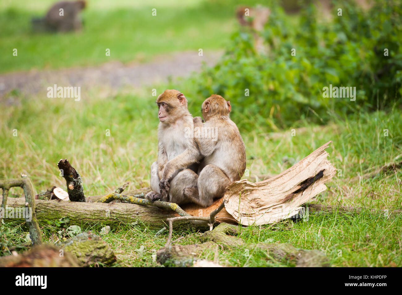 Collezione di animali da zoo nei loro contenitori. mammiferi e uccelli. Foto Stock