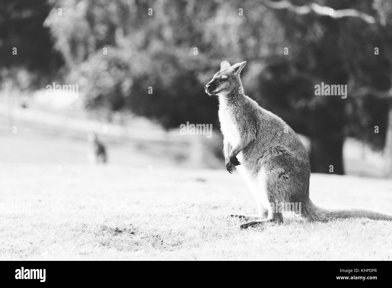 Collezione di animali da zoo nei loro contenitori. mammiferi e uccelli. Foto Stock