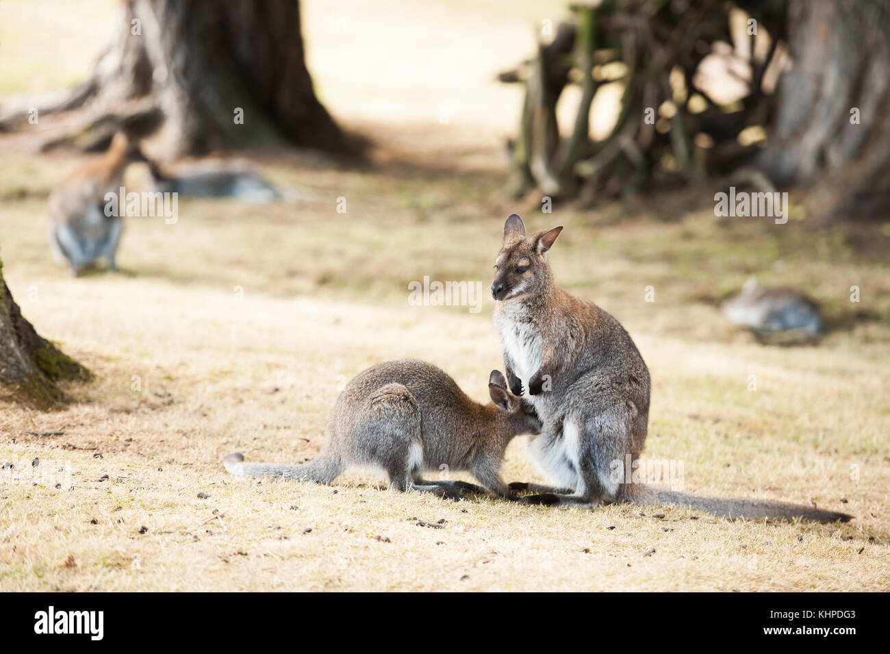 Collezione di animali da zoo nei loro contenitori. mammiferi e uccelli. Foto Stock