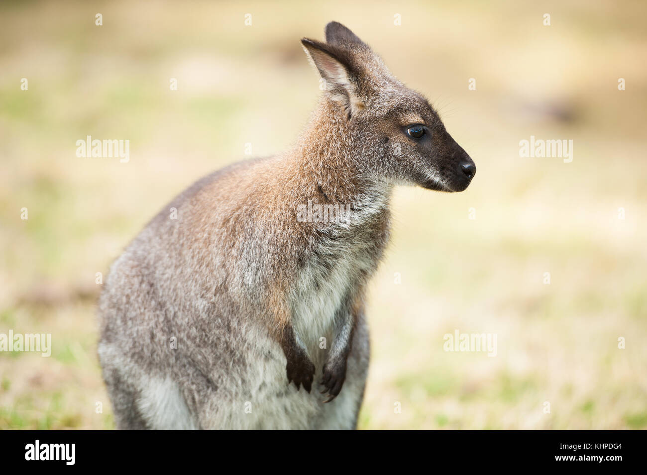 Collezione di animali da zoo nei loro contenitori. mammiferi e uccelli. Foto Stock