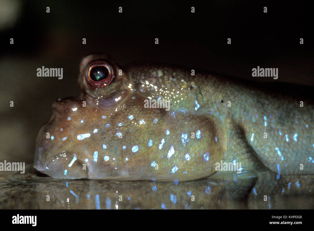 Mudskipper Foto Stock