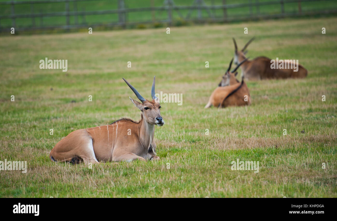 Collezione di animali da zoo nei loro contenitori. mammiferi e uccelli. Foto Stock