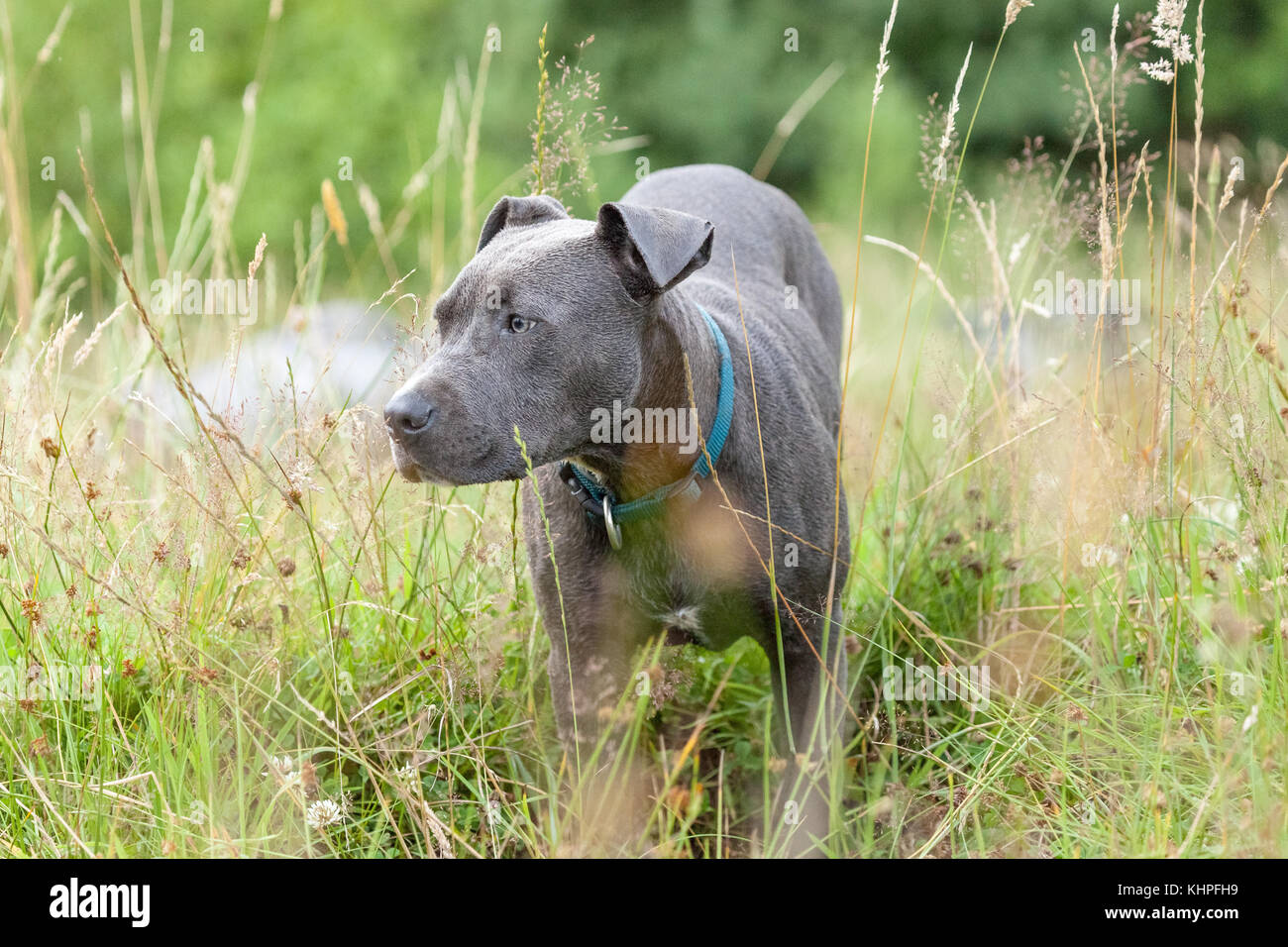 Pitbull cane con collare blu su sfondo di erba Foto Stock