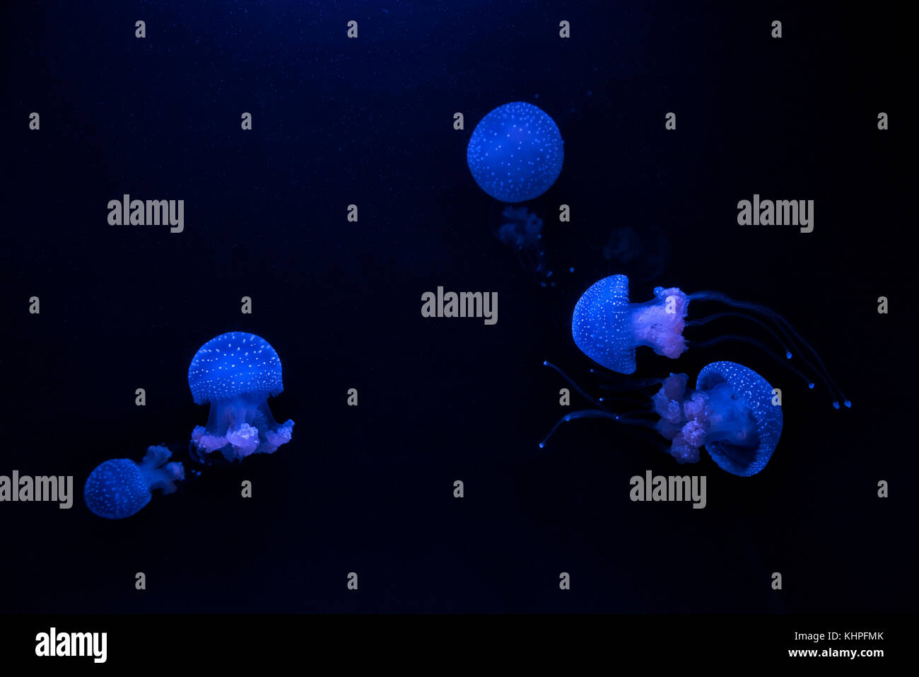 Gruppo di blue meduse Phyllorhiza punctata (campana galleggiante, Australian spotted meduse o bianco-spotted meduse) Foto Stock