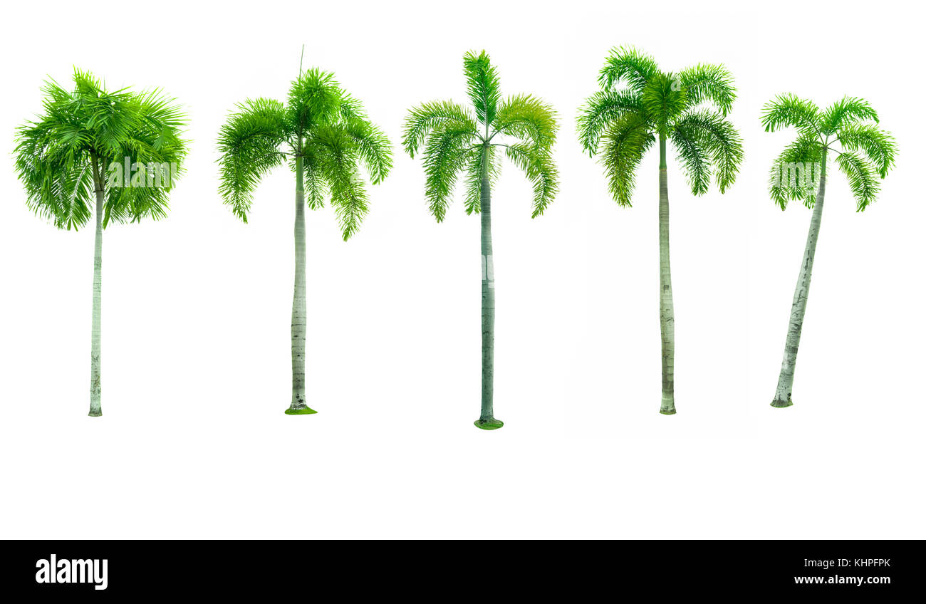 Set di cinque Manila palm, Natale Palm tree ( Veitchia merrillii (Becc.) S.E. Moore ) isolati su sfondo bianco utilizzato per la pubblicità di una decorativa Foto Stock
