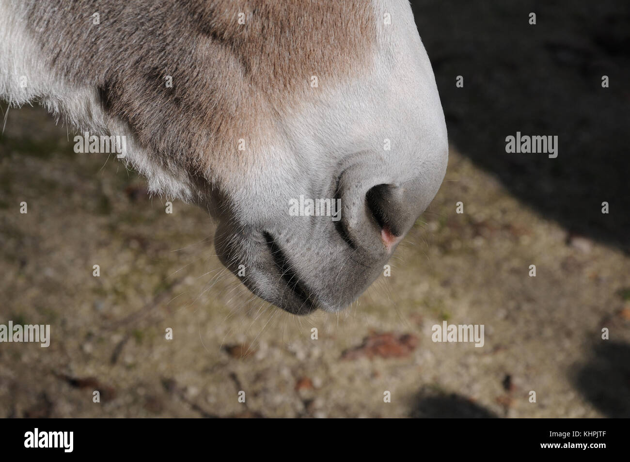 Nostril e la bocca di un asino Foto Stock