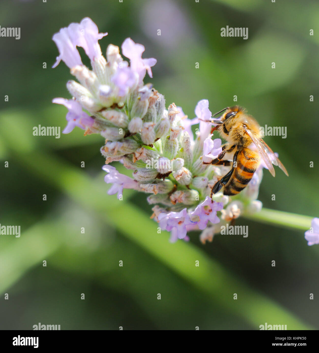Un Inglese honey bee succhiare il nettare da una pianta di lavanda Foto Stock