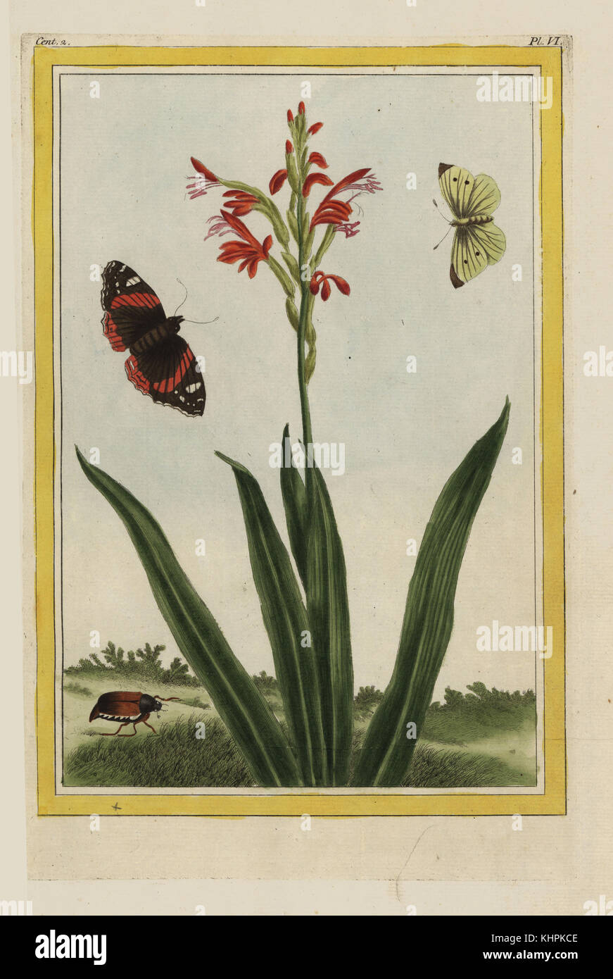 L'Antholyze de Cunon. Rooipypie, Antholyza cunonia. Handcolored incisione da Pierre Joseph Buchoz' Collection precieuse et enluminee des Fleurs les plus belles et les plus curieuses, qui se cultivent tant dans les jardins de la lombata, que dans ceux de l'Europe, Parigi, 1776. Foto Stock