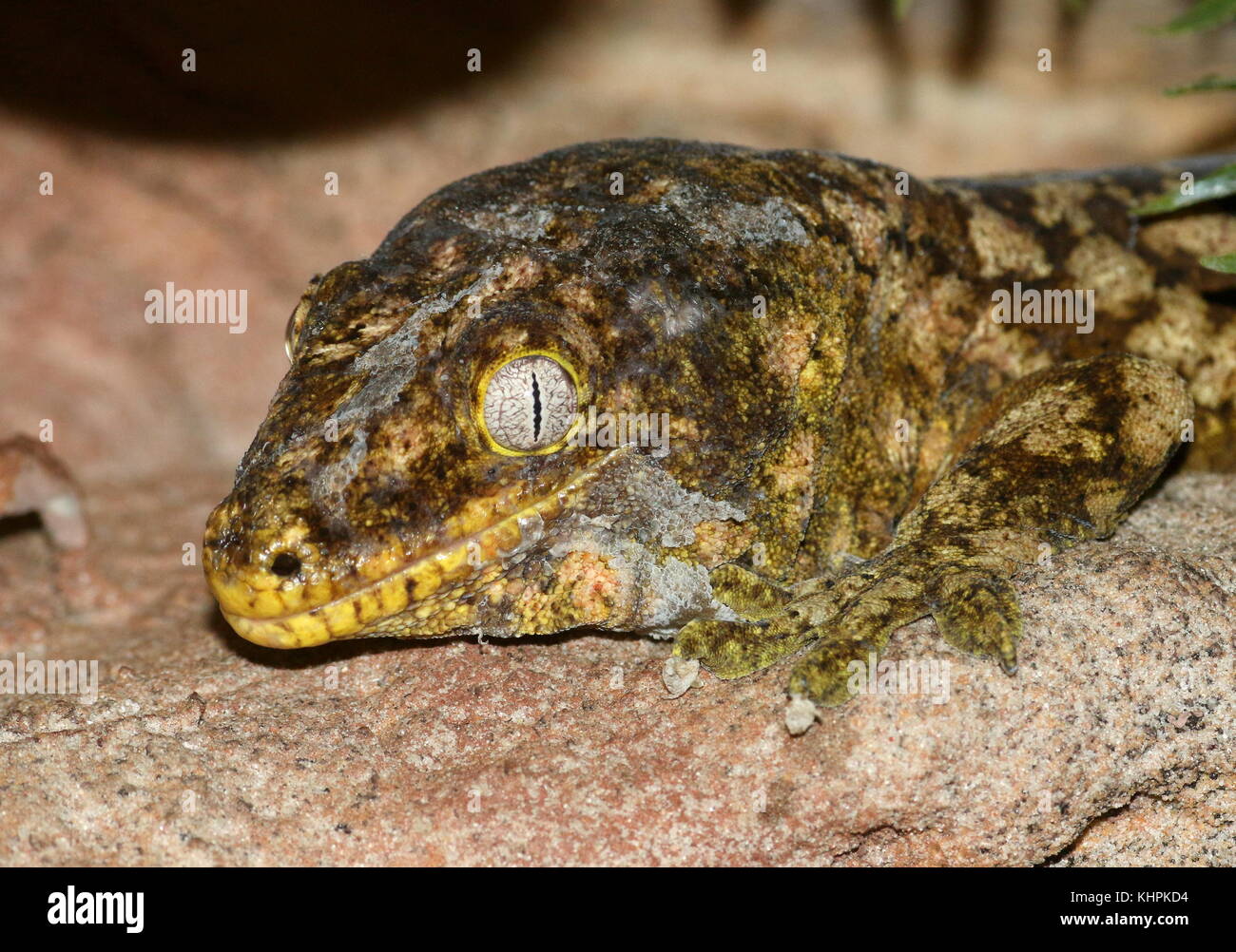 Nuovo Caledonian o Leach gigante (gecko Rhacodactylus leachianus) Foto Stock