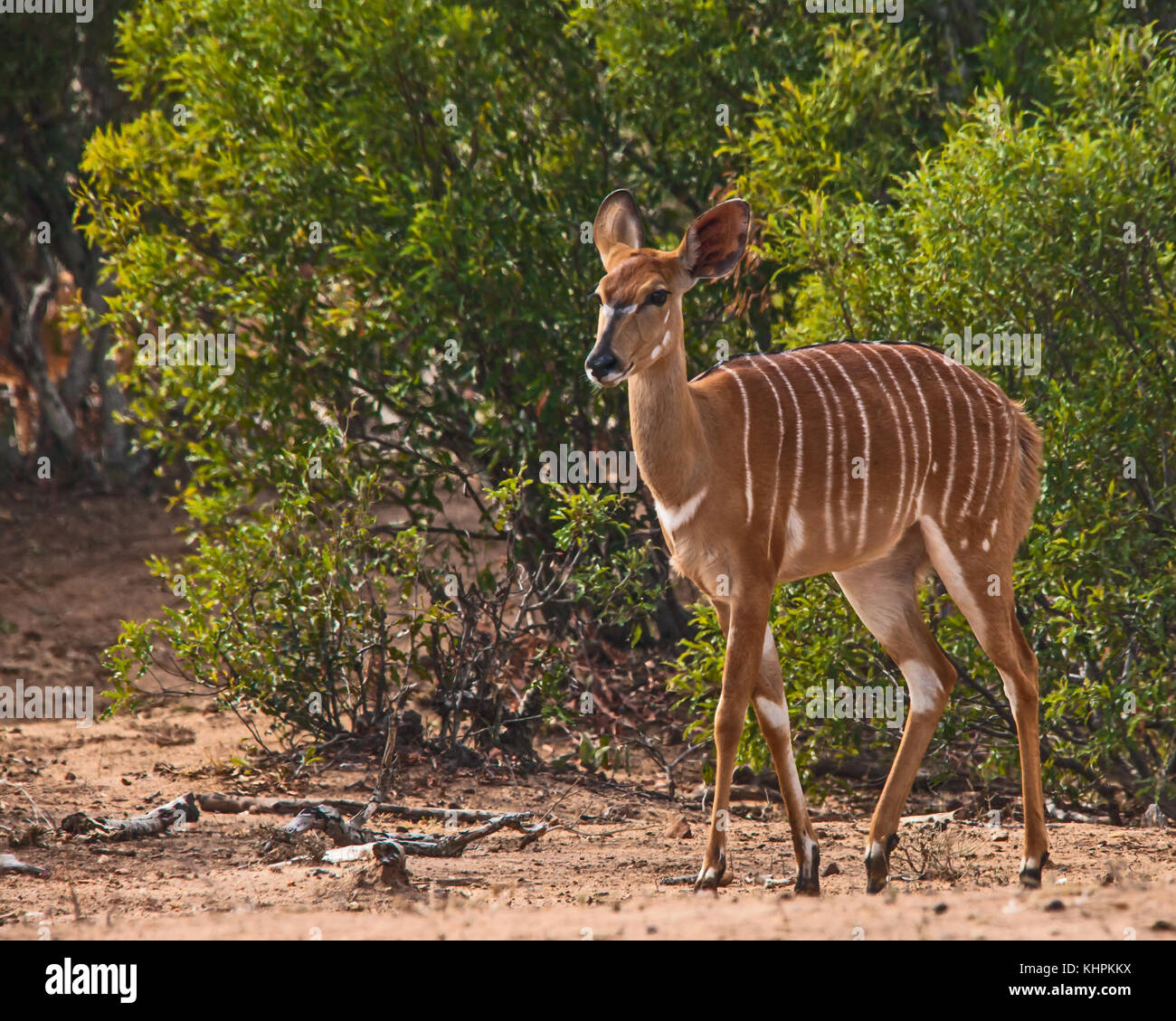 La femmina nyala (trelaphus angasii) mostra estrema delle differenze di genere con il maschio. Foto Stock