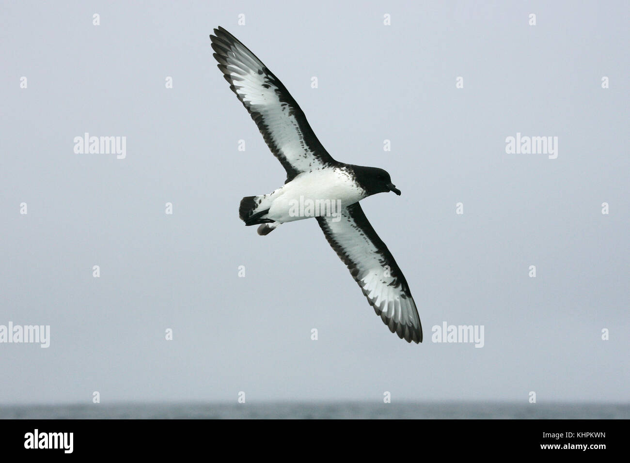 Cape pigeon Daption capense in volo Nuova Zelanda Foto Stock