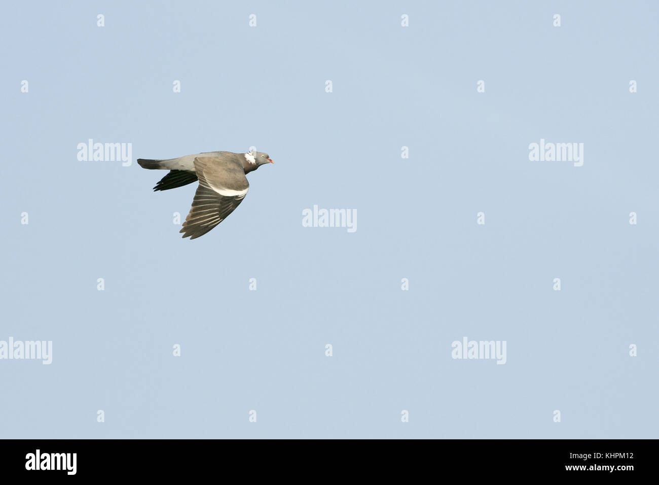 Woodpigeon comune Columba palumbus in volo Foto Stock
