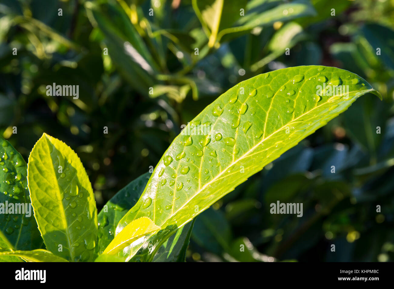 Vista ravvicinata di foglie di albero con gocce di acqua dopo la pioggia al mattino in una giornata di sole Foto Stock