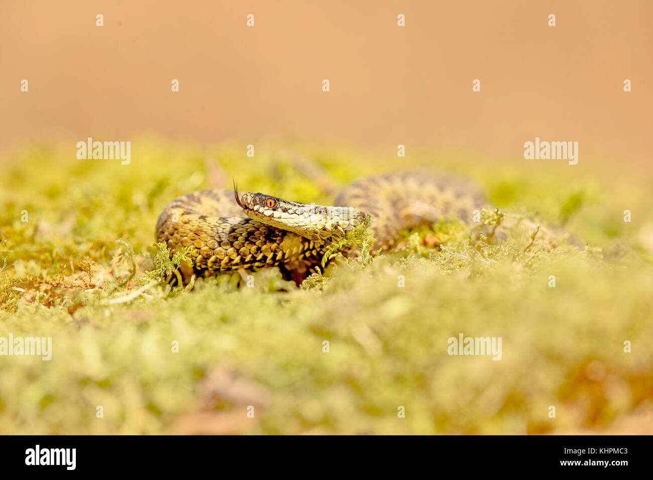 Sommatori europea rannicchiato sulla massa di muschio, la degustazione di aria Foto Stock