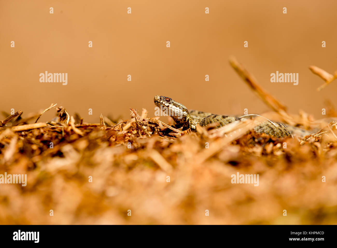 Sommatori europea rannicchiato sulla massa di muschio, la degustazione di aria Foto Stock