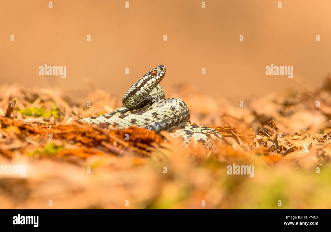 Sommatori europea rannicchiato sulla massa di muschio, la degustazione di aria Foto Stock