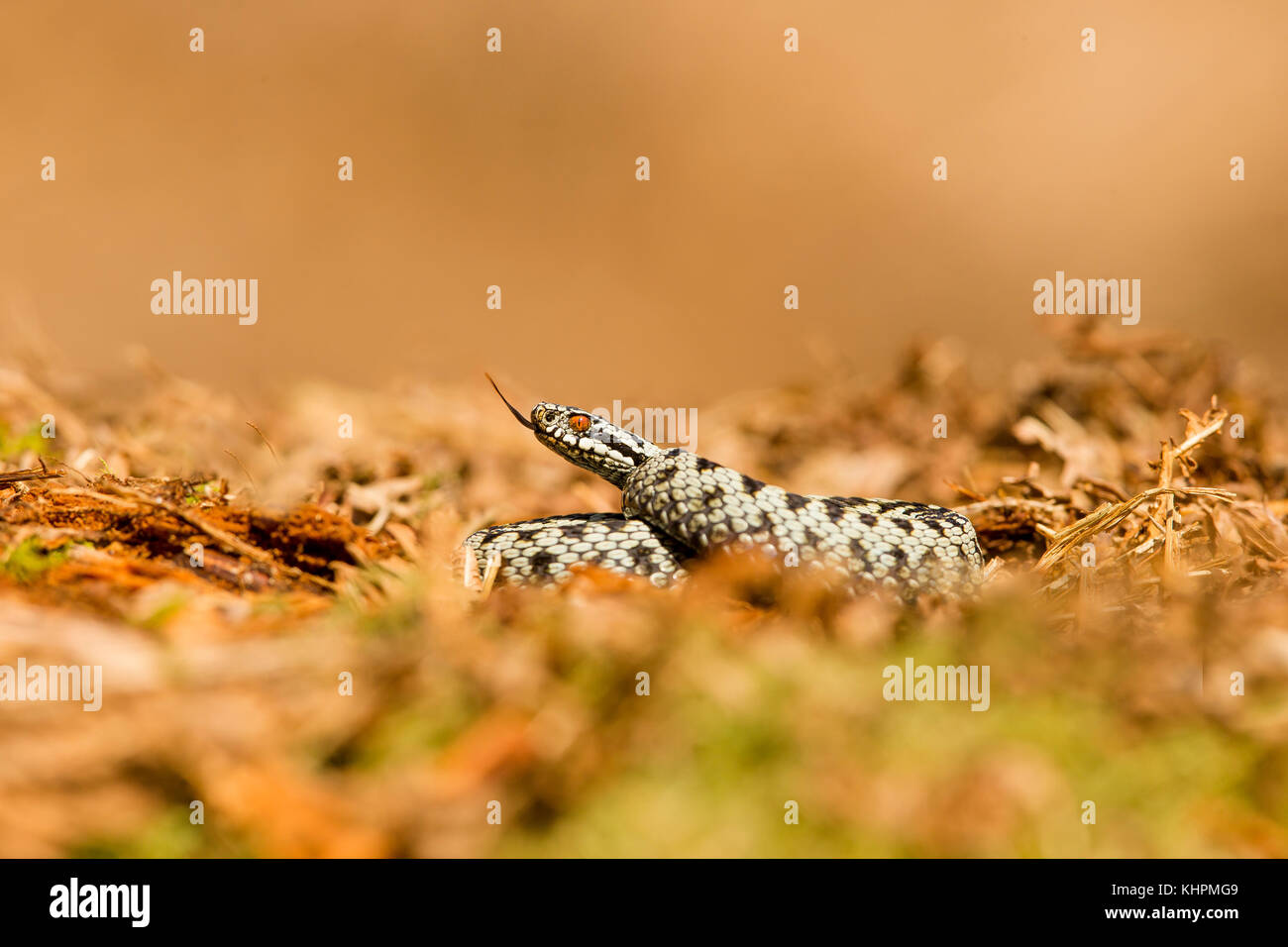 Sommatori europea rannicchiato sulla massa di muschio, la degustazione di aria Foto Stock