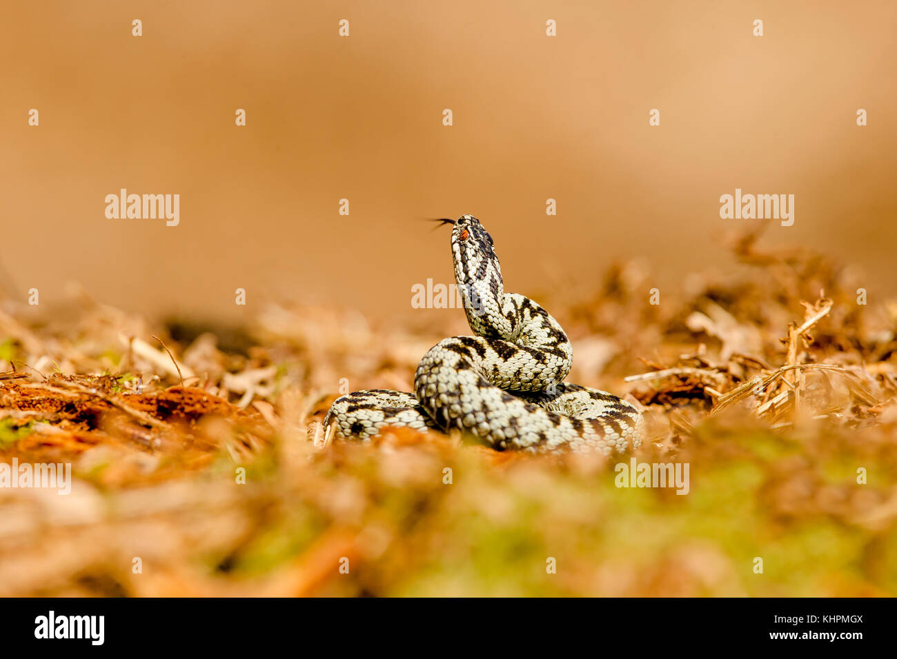 Sommatori europea rannicchiato sulla massa di muschio, la degustazione di aria Foto Stock