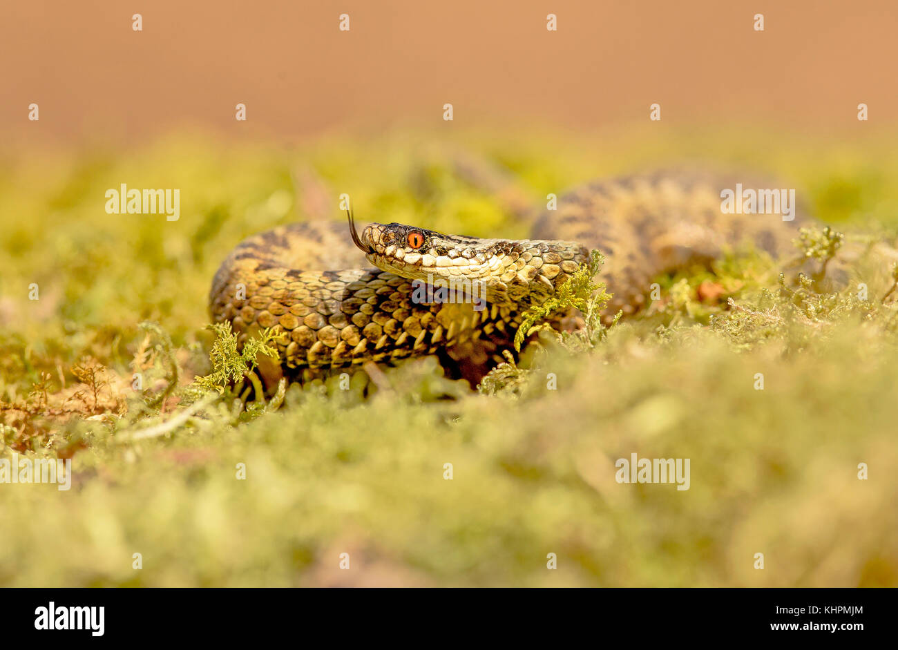 Sommatori europea rannicchiato sulla massa di muschio, la degustazione di aria Foto Stock