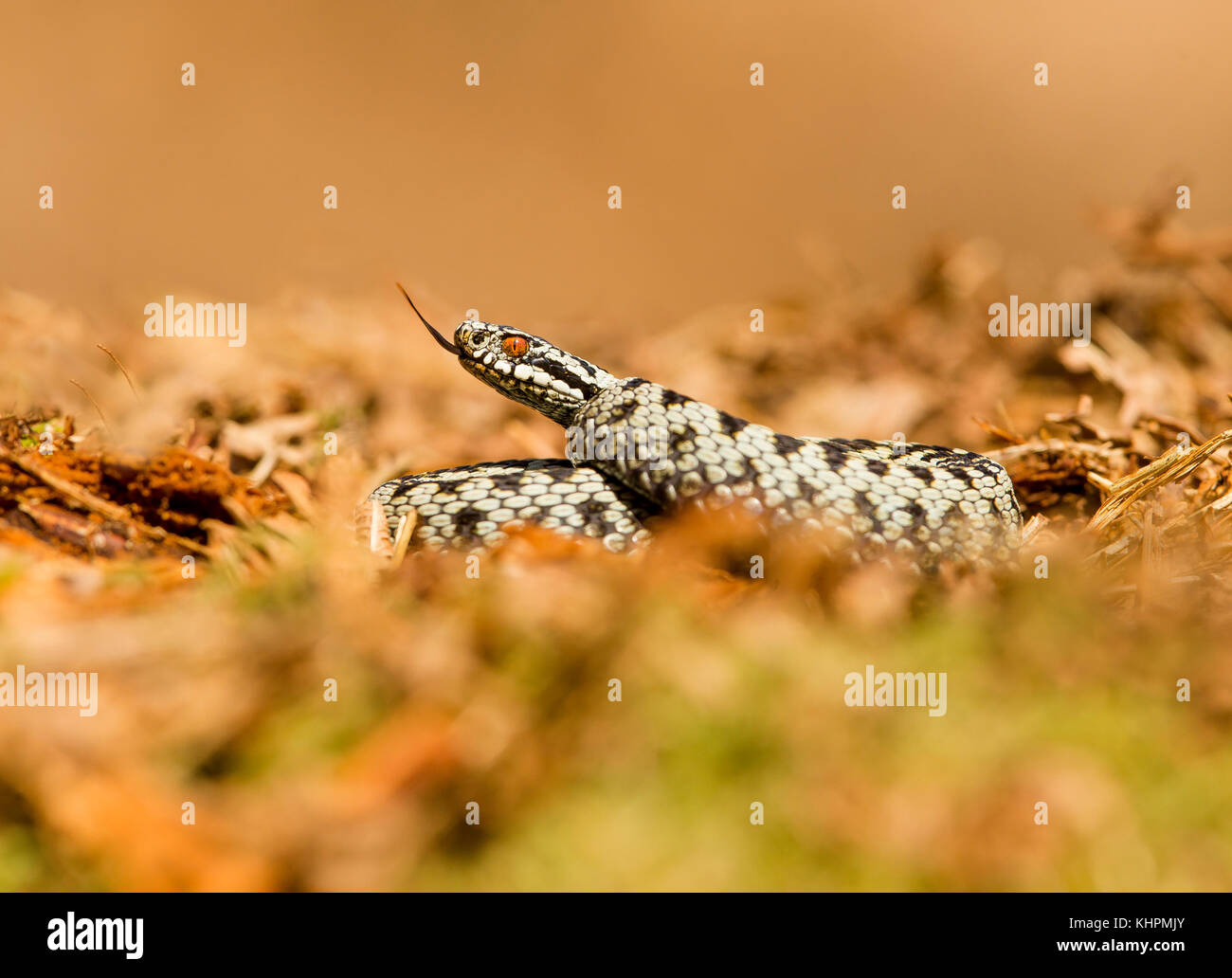 Sommatori europea rannicchiato sulla massa di muschio, la degustazione di aria Foto Stock