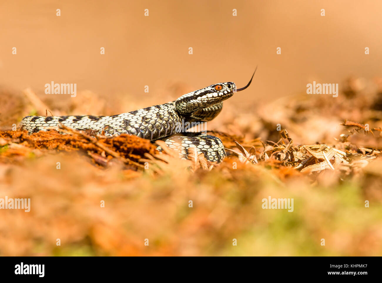 Sommatori europea rannicchiato sulla massa di muschio, la degustazione di aria Foto Stock
