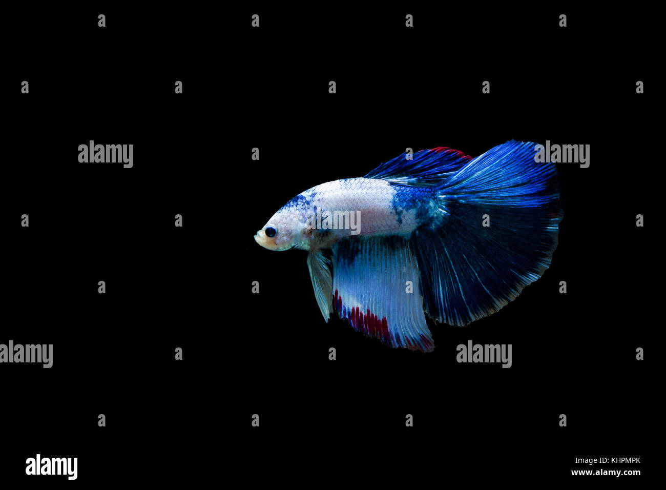 Betta splendens halfmoon,colorato di combattimento siamese pesce,Lotta contro la pesca su sfondo nero Foto Stock
