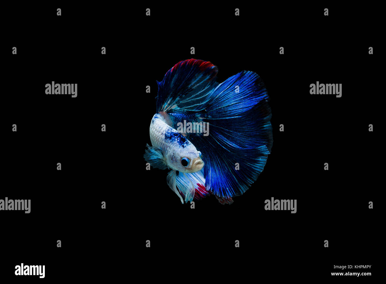 Betta splendens halfmoon,colorato di combattimento siamese pesce,Lotta contro la pesca su sfondo nero Foto Stock