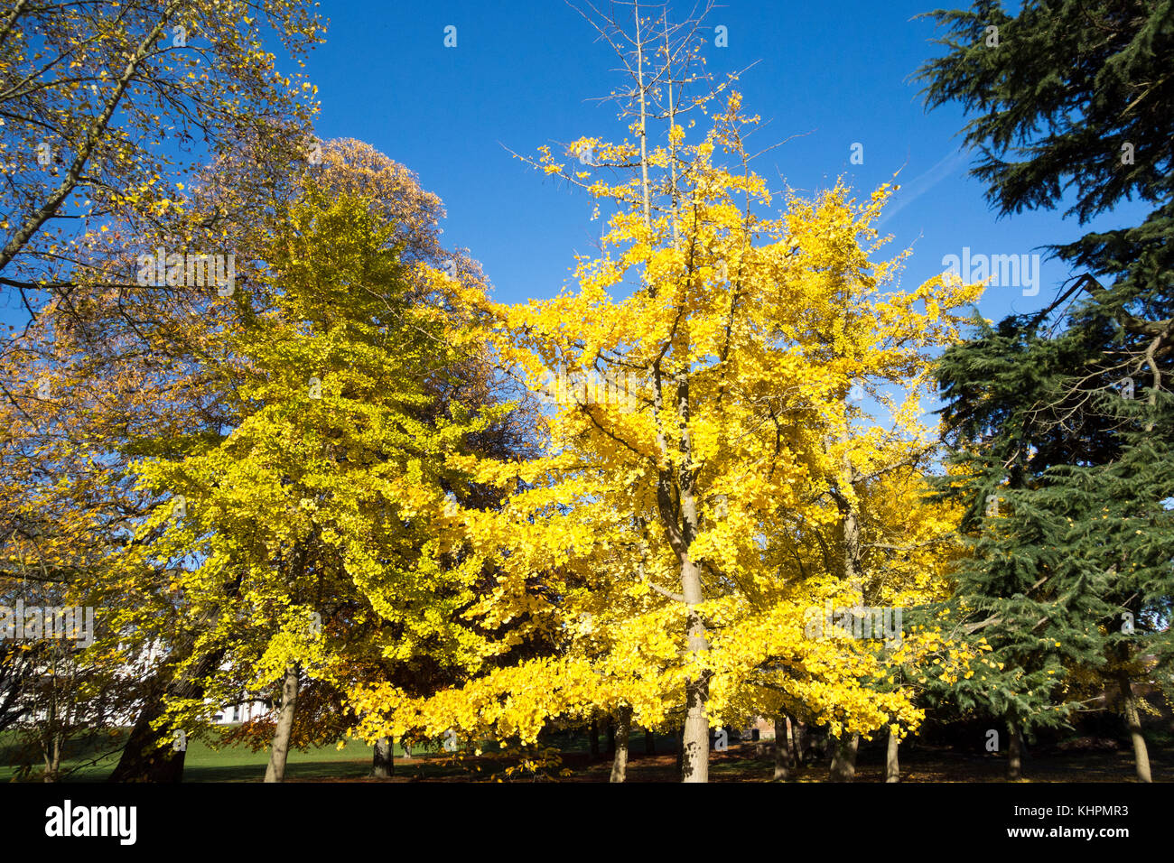 Un oro di autunno Ginkgo Biloba albero in condizioni di luce solare intensa Foto Stock