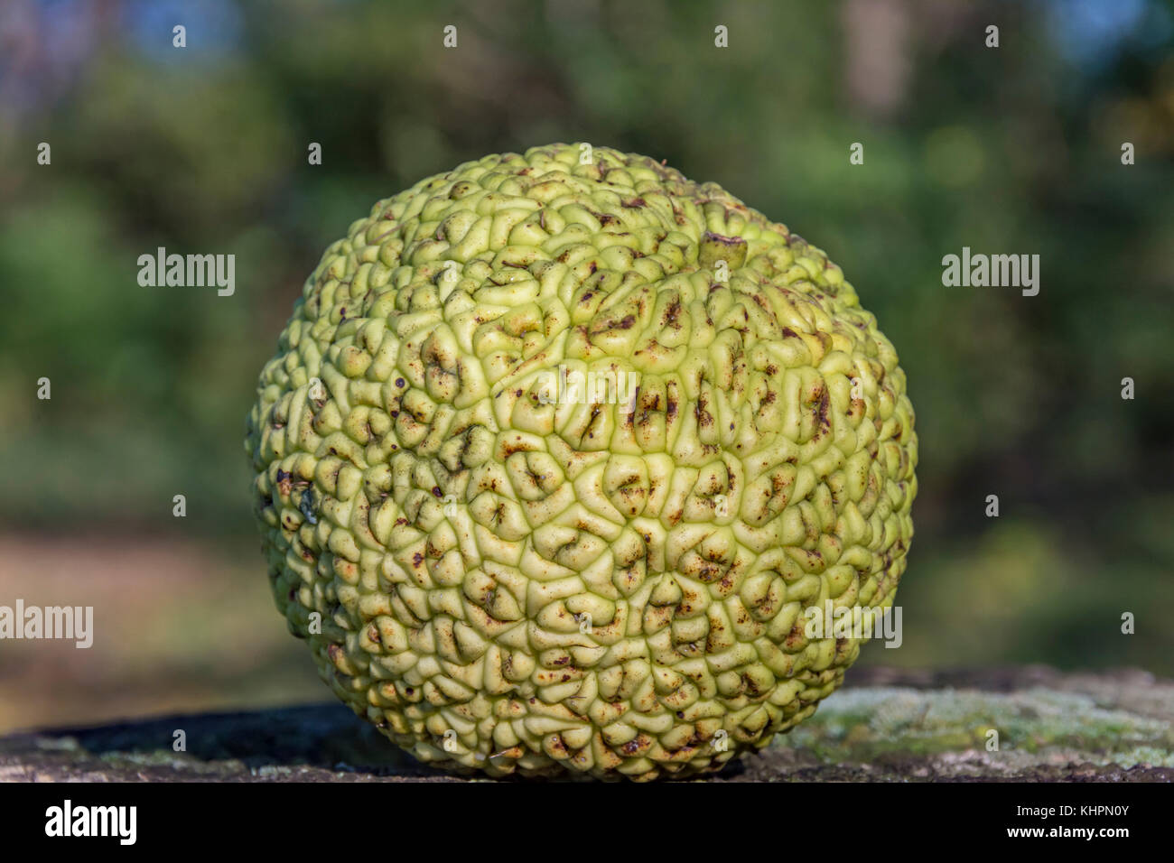 Frutti maturi di una matura Osage arancio Foto Stock