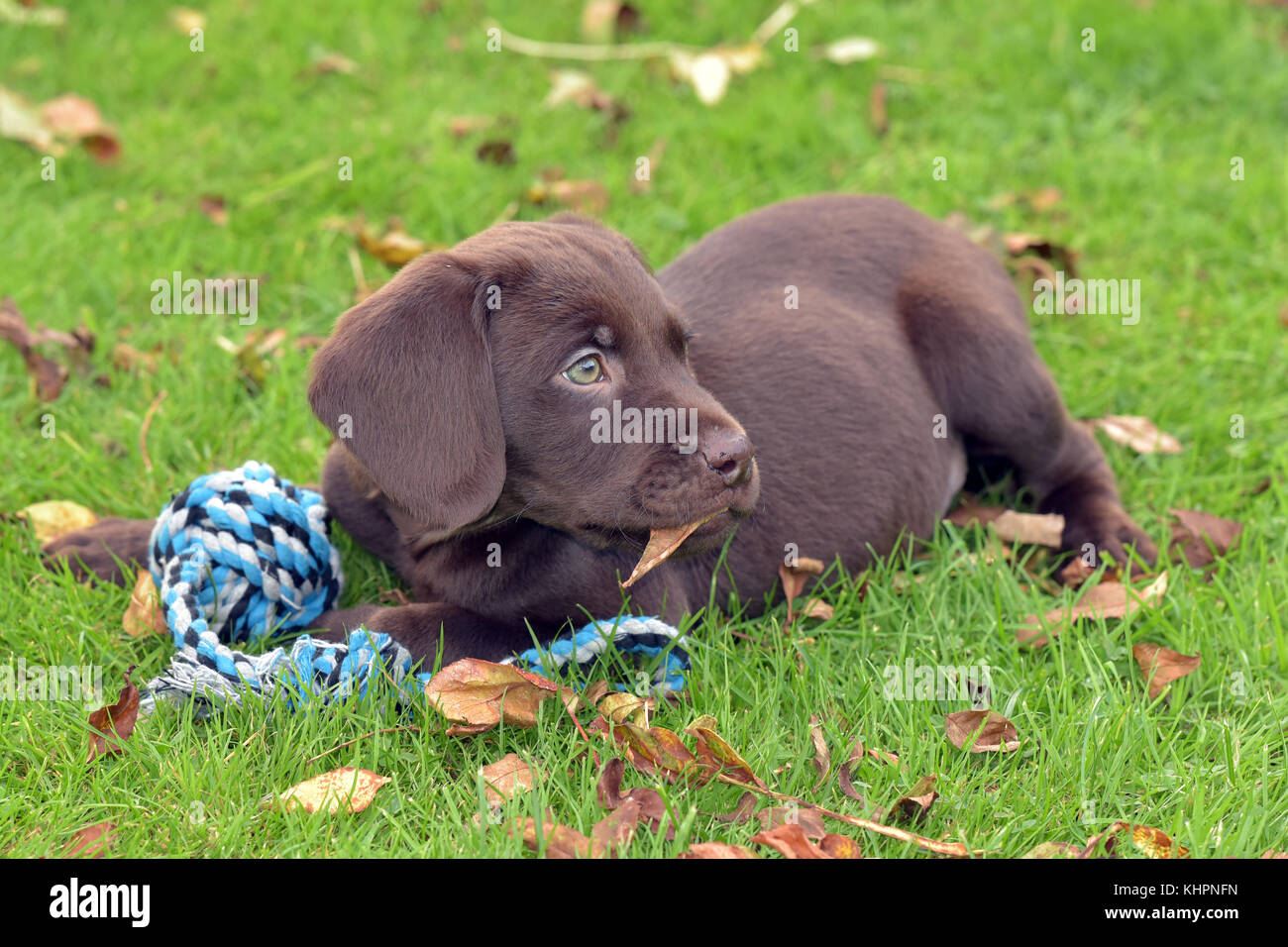 Un labradinger o springador gundog cucciolo di cane giocando in un giardino con una corda giocattolo e cercando carino, cuddly e mischevious tra foglie di autunno sull'erba. Foto Stock